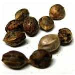 Семена марихуаны АК-47  (Seeds AK-47) в Переславле-Залесском